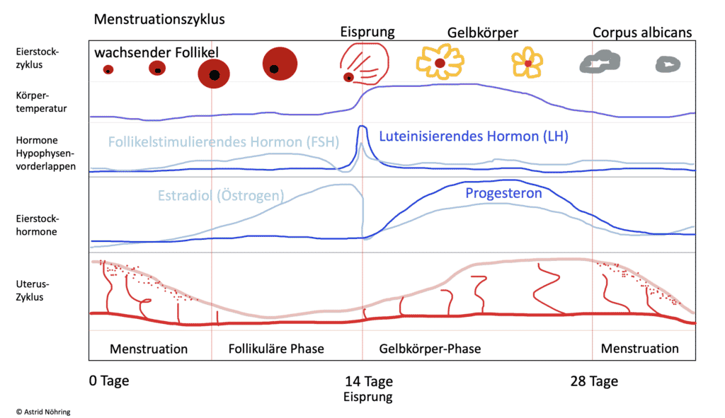 Diagrammdarstellung des weiblichen Zyklus