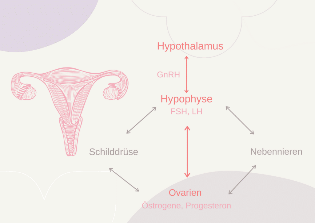 Alles zum Thema Hormonyoga - Illustration weiblicher Fortpflanzungsorgane mit Hormonkaskade