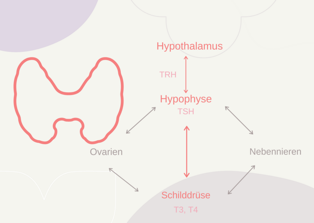 Alles zum Thema Hormonyoga - Illustration Schilddrüse mit Hormonkaskade
