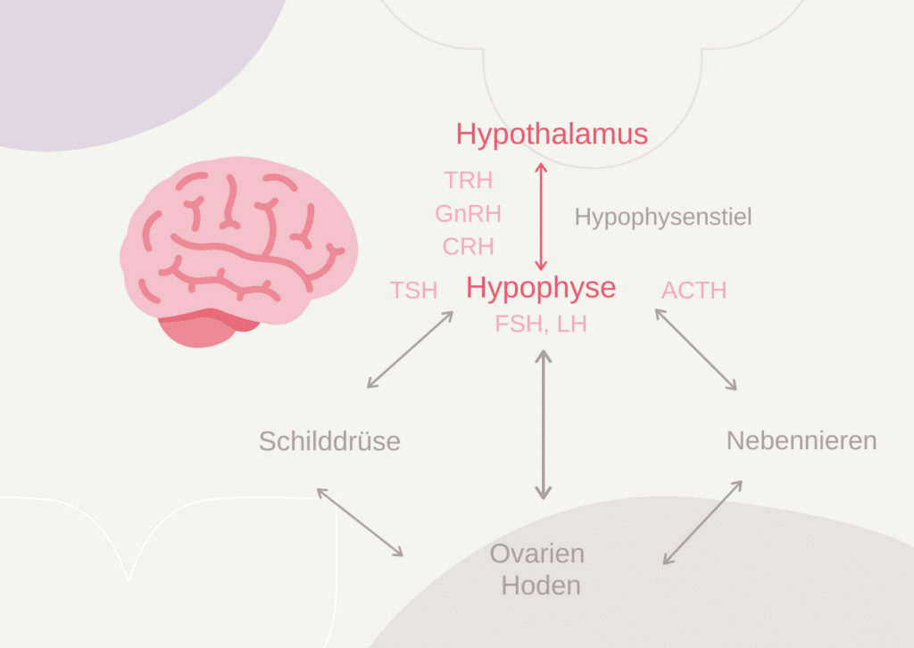 Alles zum Thema Hormonyoga - Illustration Gehirn mit Hormonkaskade