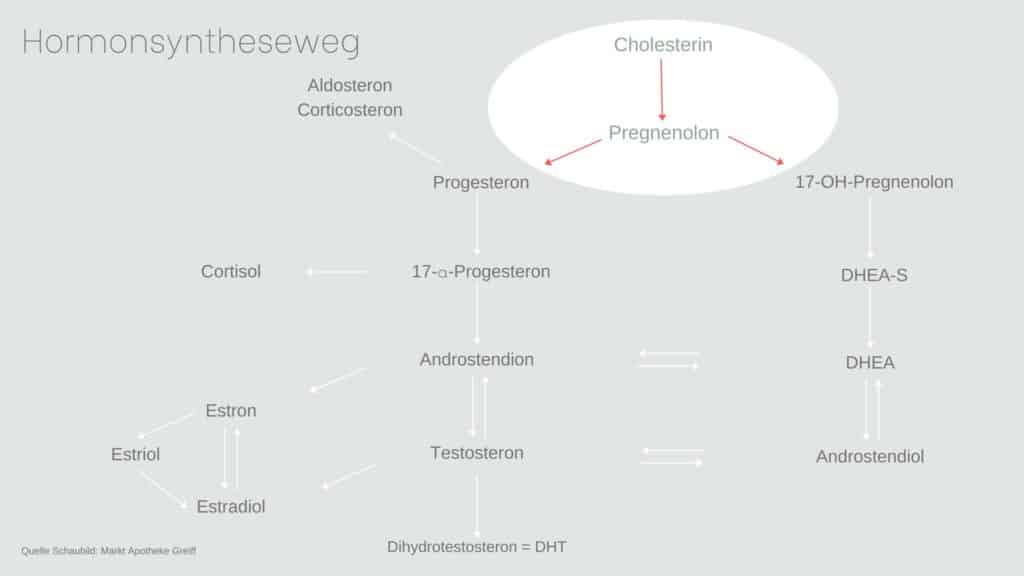 Grafische Übersicht des Hormonsynthesewegs um eine Nebennierenschwäche zu verstehen