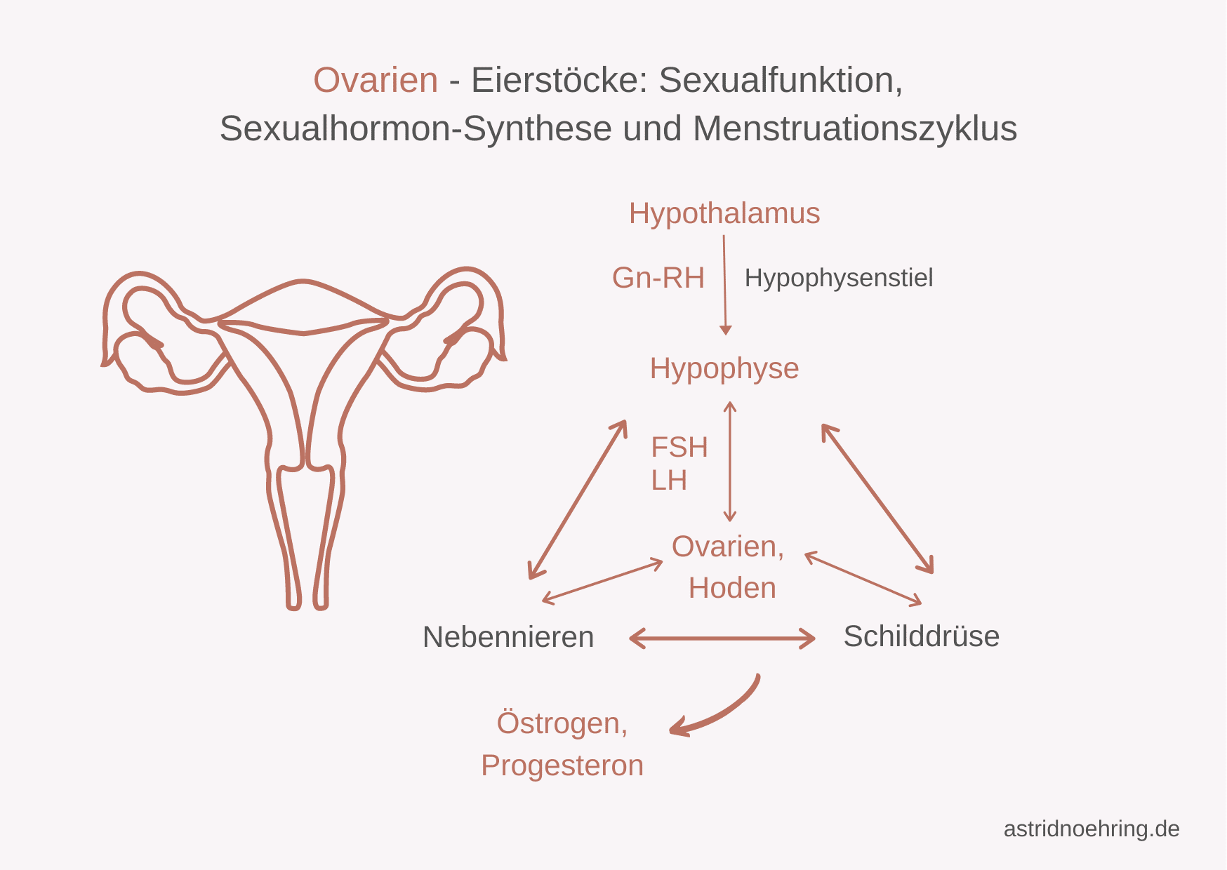 Östrogene - alles über die weiblichen Geschlechtshormone