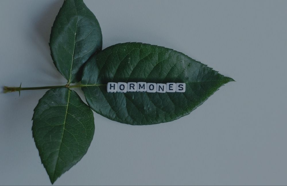 Pflanzenblatt, auf dem in Buchstaben-Quadraten das Wort Hormone steht